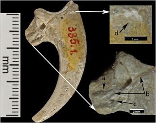 Illustration for article titled Neanderthals Used Eagle Talons To Make Some Seriously Badass Jewelry